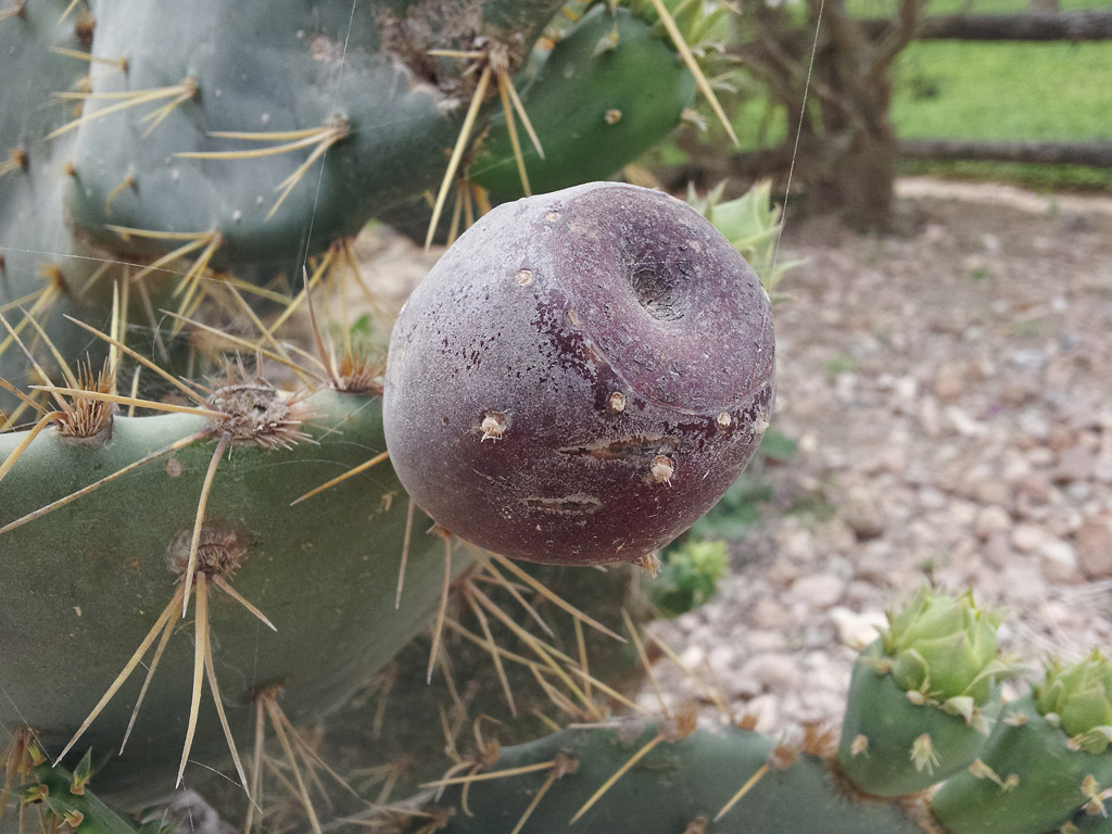 cactus pear