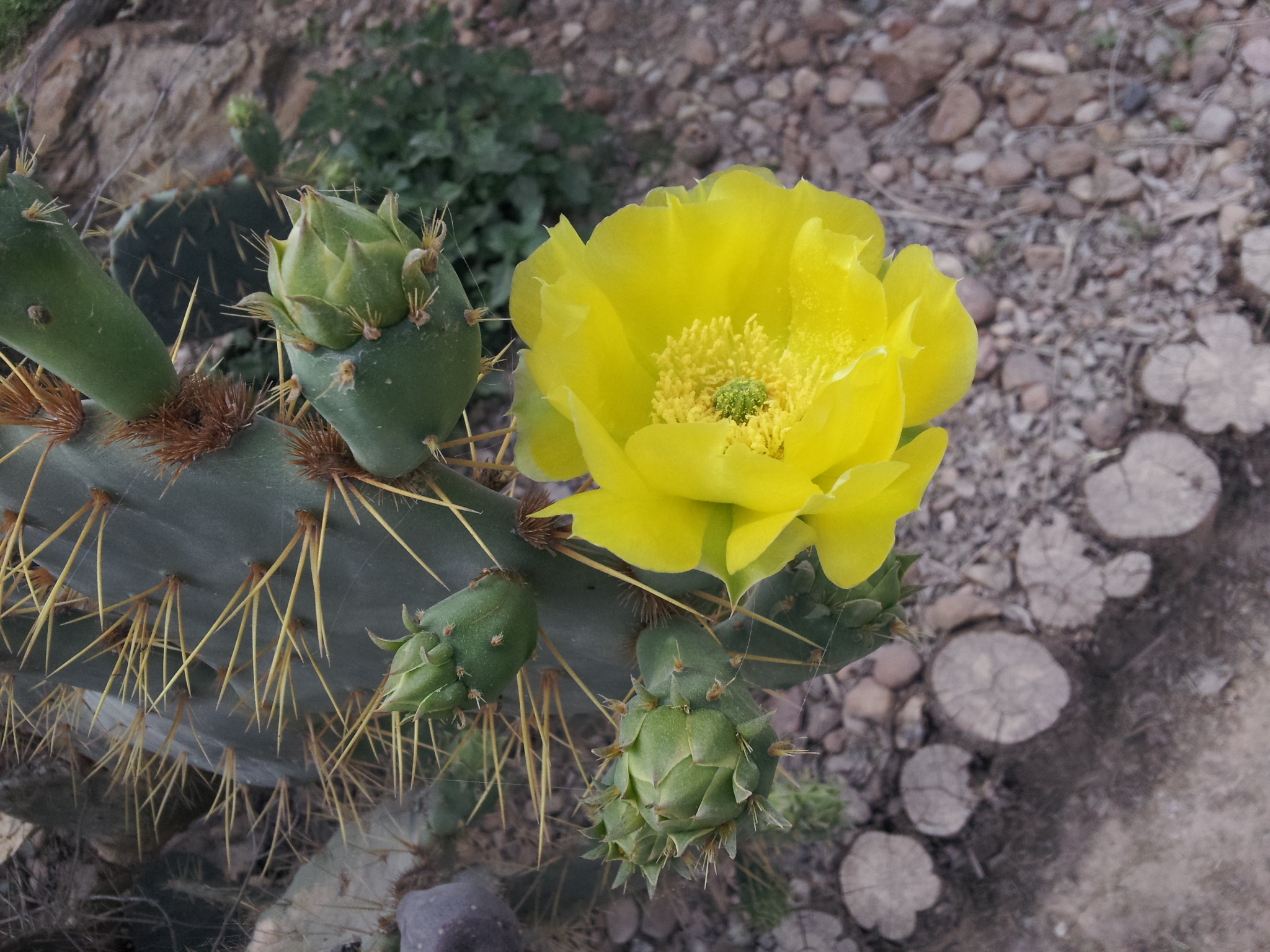 tuna cactus flower