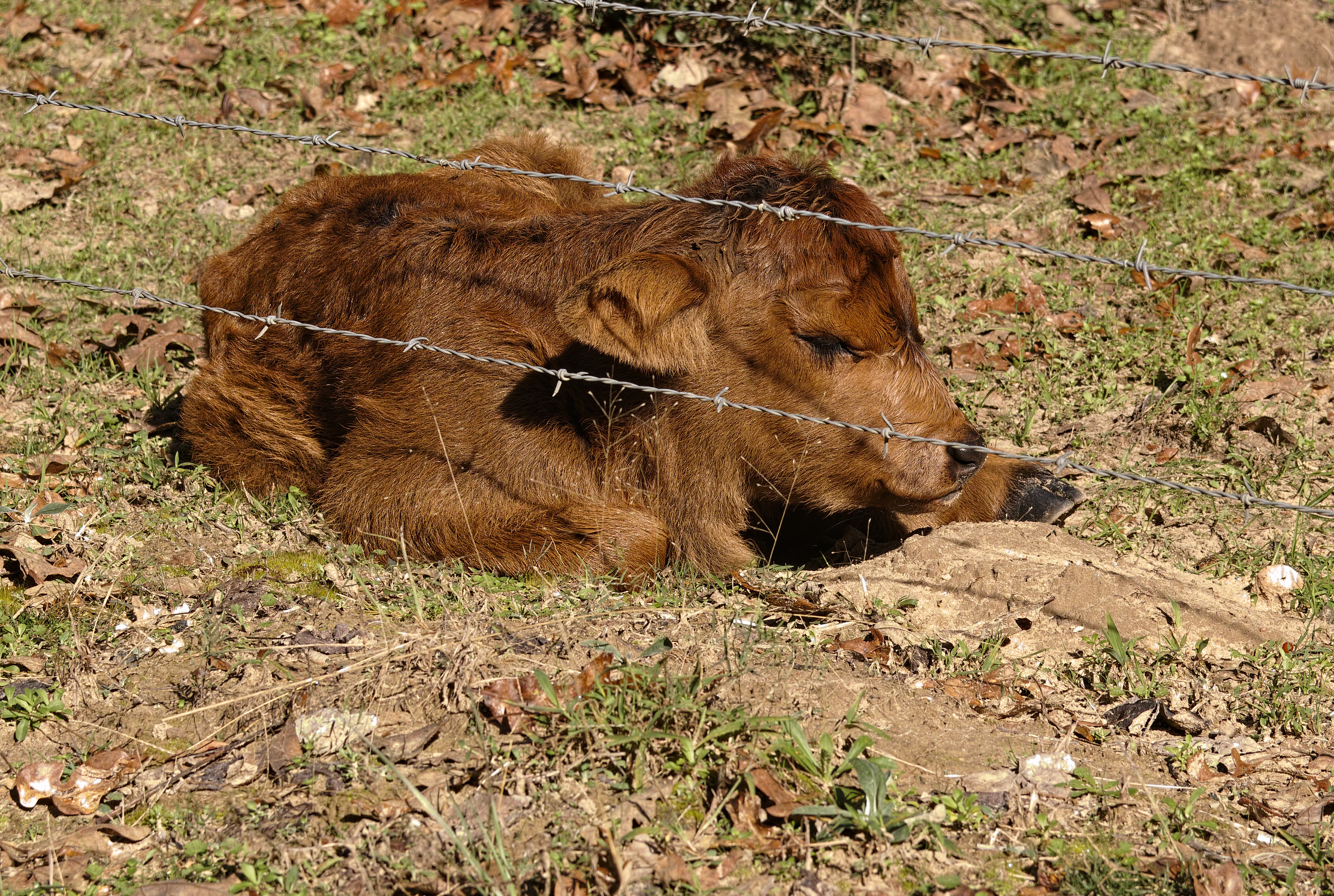 kronometric.org/phot/manor/fauna/calf1.jpg