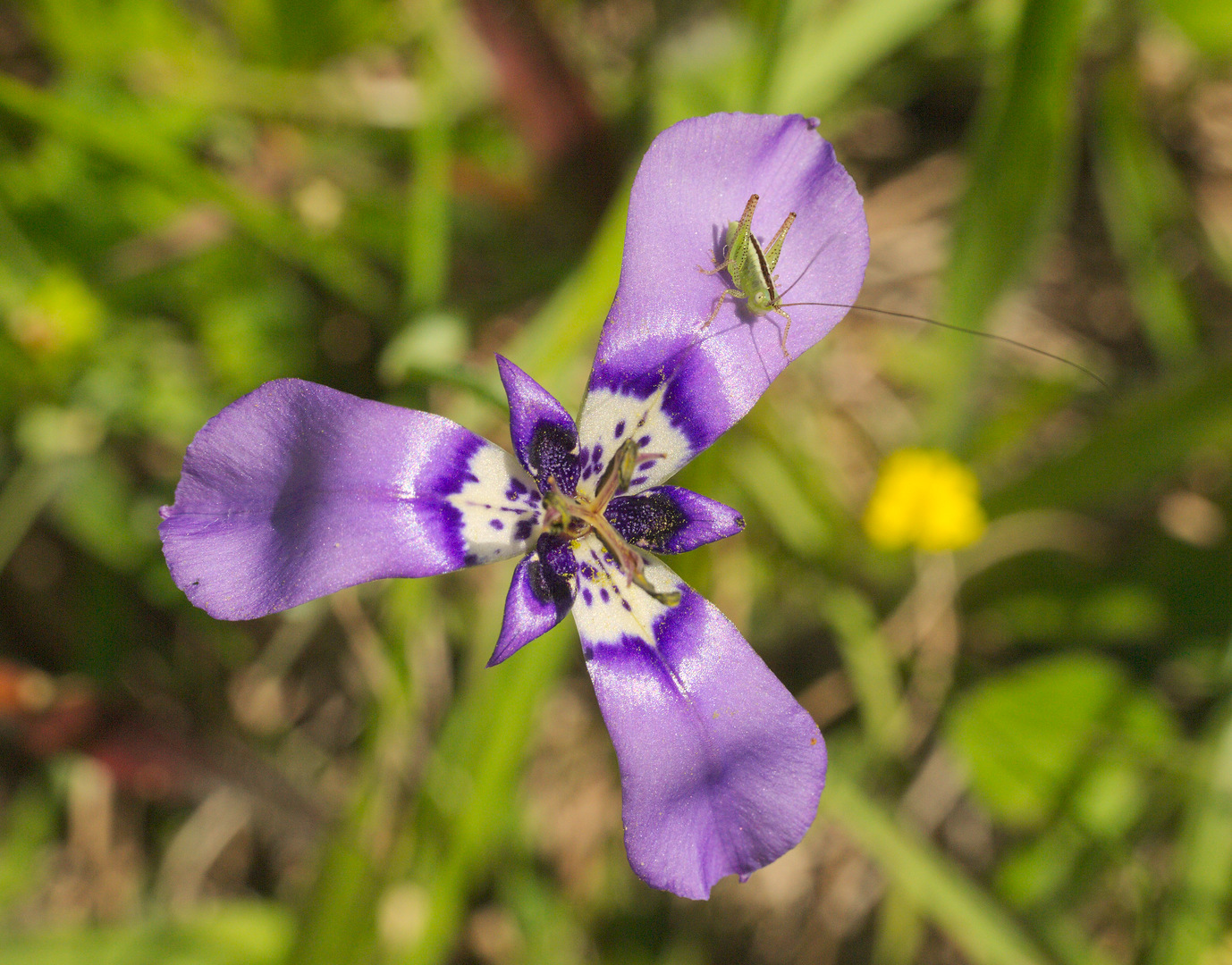 Purple Spring Flower 3 Petals Plus Bug